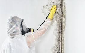 Biohazard Mold Removal in Humboldt Hill, CA